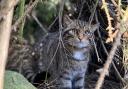 The European wildcat is a critically endangered species