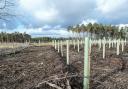 The Scottish Government has been criticised for failing to supply sufficient funding to assist in tree planting