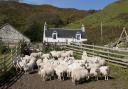 Sheep in pen at croft at the south end of Kerrera, an island near Oban, Argyll, Scotland