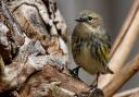 The bird is a Myrtle Warbler similar to that pictured