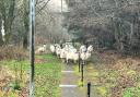 Escaped flock of sheep spotted roaming in Greenock's Braeside