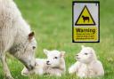 Farmers say attacks by dogs on sheep and other livestock can have devastating affects