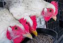 Scotland could become the first UK nation to ban keeping egg-laying hens in cages
