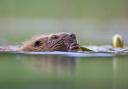 Beavers were only legally protected in Scotland in 2019 after a series of legal and illegal reintroductions
