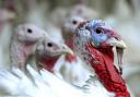 Up to 35% of the UK’s free-range turkey flock had now been lost to the avian flu outbreak