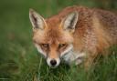 The Scottish Gamekeepers Association believe that killing foxes should be considered a conservation measure to protect ground nesting birds