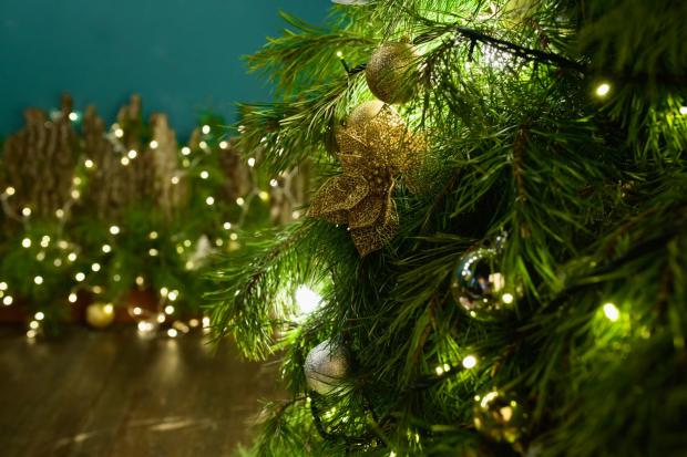 The National: Buy your Christmas tree online (Canva)