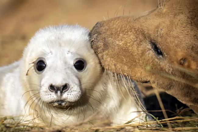 Storm Arwen, which lashed the east coast of Scotland, killed hundreds of seal pups, a national nature reserve ranger said