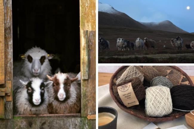 Foula's unique stock of sheep is a genetic resource islanders hope to use to boost the island's economy. Photos: Foula Wool