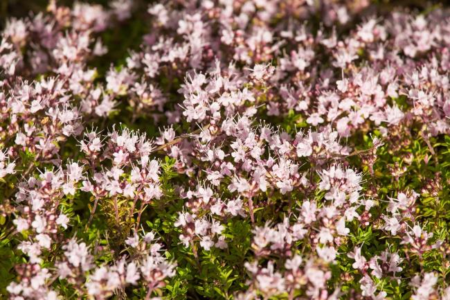 The Wild Mountain Thyme is easy to learn and sing, and feels quintessentially Scottish