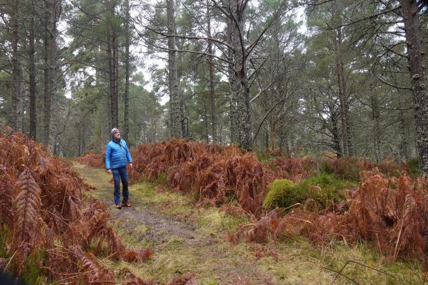 The best walking routes in Scotland: Black Wood of Rannoch, Perthshire