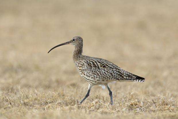 The National: A curlew