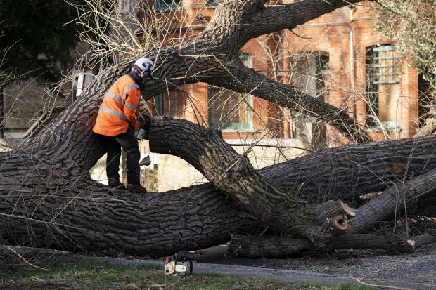 The National: Storm Eunice damage: Tree surgeons work to clear a fallen tree in Spencer Park, Battersea, south west London. Picture: PA