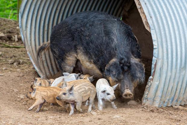 We must go whole hog to save Scots pig farmers' bacon
