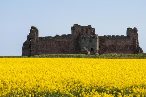 Scottish rapeseed oil could be the solution to our ever-increasing supply issues as the war in Ukraine rages on