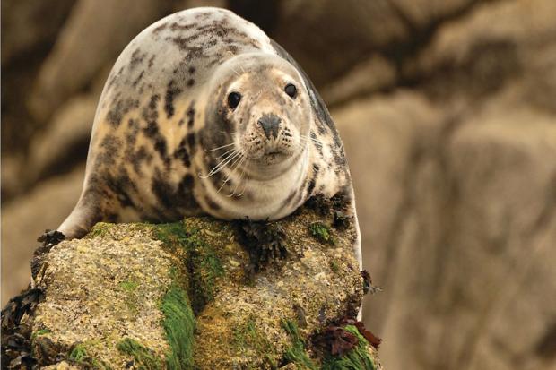Fish farms attempt to deter seals by using devices which emit unpleasant sounds.