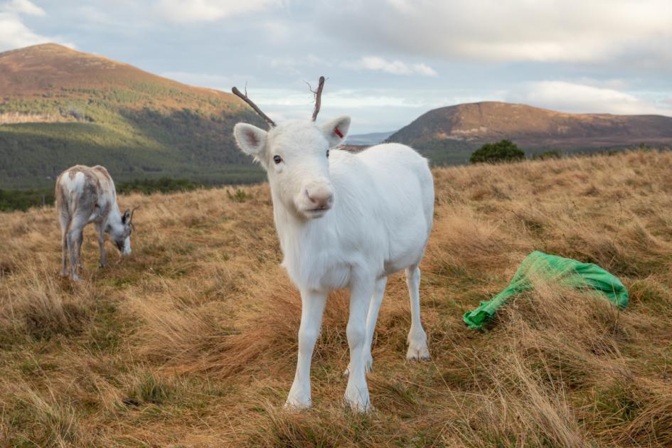 White reindeer calves ready to help spread festive cheer