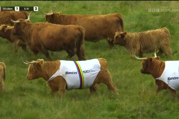 The National: Highland cows sport cycling jerseys during the men's road race at the UCI World Championships The National: Highland cows sport cycling jerseys during the men's road race at the UCI World Championships