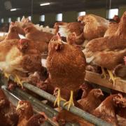 The legislation hints at bird flu being a long term concern