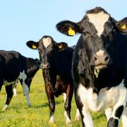 File photograph of cows in a field