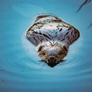 Scotland's beavers to be relocated to help boost numbers across the country