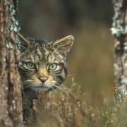 The study found that some Scottish wildcats shared nearly three quarters of their genetic markers with domestic cats