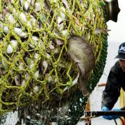 Fisheries policy should by guided by the existing bodies, not back-door lobbying