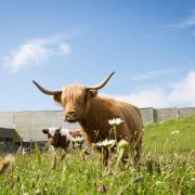 Highland cows are helping to protect the moorland at the famous battle site