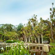 Warmed by the Gulf Stream, Logan Botanic Garden is home to rare and exotic species.