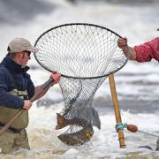 Wild Scottish salmon under threat as DNA from farmed fish found in stocks, study shows