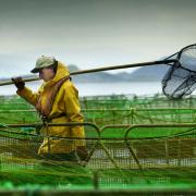 File photograph of a worker at a salmon farm on Loch Linnhe near Fort William