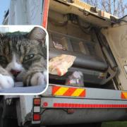 Refuse collectors saw the frightened animal escaping from a bin lorry