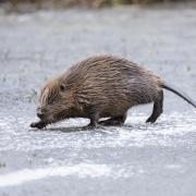 Photos of a family of beavers being released after they were saved from culling were issued by scotlandbigpicture.com
