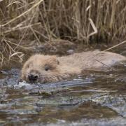 A plan has been set out to support the Scottish beaver population