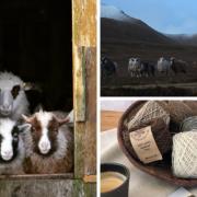 Foula's unique stock of sheep is a genetic resource islanders hope to use to boost the island's economy. Photos: Foula Wool
