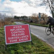 Restriction zones have temporarily been placed around many towns across the UK over the past year in an attempt to restrict the spread of avian flu