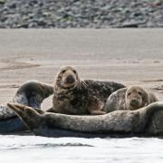 Four seals have been flown to Hillswick Wildlife Sanctuary in Shetland.