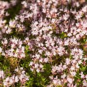 The Wild Mountain Thyme is easy to learn and sing, and feels quintessentially Scottish