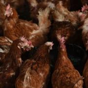 A case of avian flu has been identified in Aberdeenshire