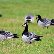 Barnacle geese have been hit hard by the latest wave of the avian flu virus