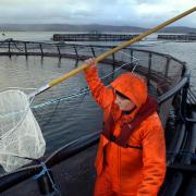 The number of people employed in the production of salmon farming in Scotland has dropped by 135
