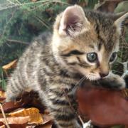Finlay was just weeks old when Wildcat Haven rescued him