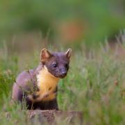 Installing dens will support pine marten numbers