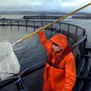 Some of Scotland’s biggest salmon farms reported significant and continuing 'biological' problems last year