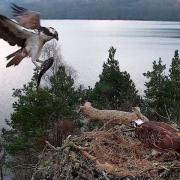Male osprey LM12 brings a fish back to the nest on the Loch of the Lowes where his partner NC0 waits. Photos courtesy of the Scottish Wildlife Trust