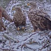 Two white-tailed sea eagles, Shona and Finn, are incubating two eggs at their nest in the Cairngorms