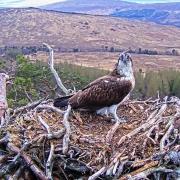 Louis the osprey returned to Loch Arkaig Pine Forest in Lochaber on Monday morning
