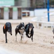 Ban greyhound racing to 'stop dogs being doped with cocaine and dying', MSPs told