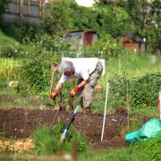 A Holyrood committee is set to explore whether council provision of allotments is sufficient