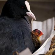 A Coot chick with its mother in a nest constructed of plastic waste. Photo: PA